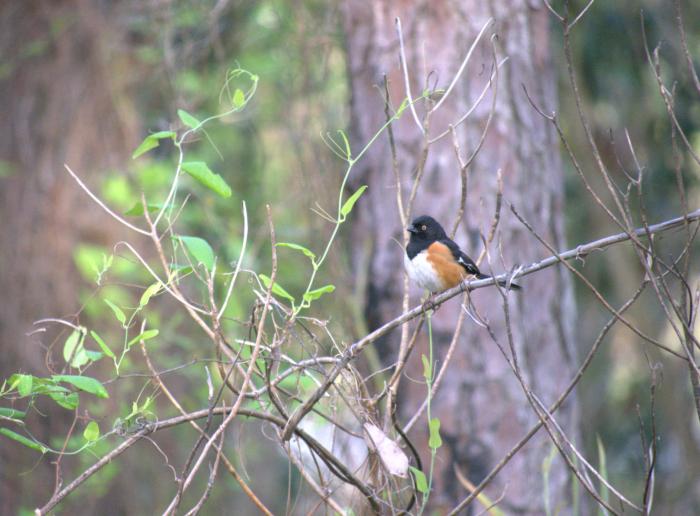 Eastern Towhee (formerly Rufous-Sided Towhee)