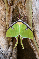 0045 Luna Moth Santa Fe River 