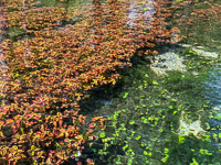 0005 Santa Fe River Blue Spring