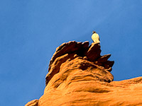 1013 Arches National Park Birds Southwest Trip 2024 