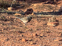 1042 Birds Fisher Towers Southwest Trip 2024 Dark Eyed Junco