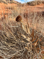 1010 Coyote Buttes North Vermilion Cliffs 2024 