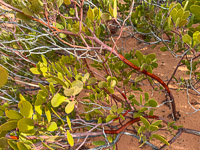 1012 Coyote Buttes North Vermilion Cliffs 2024 