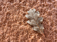 1016 Coyote Buttes North Vermilion Cliffs 2024 