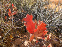 1038 Coyote Buttes North Vermilion Cliffs 2024 
