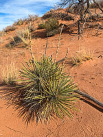 1063 Coyote Buttes North Vermilion Cliffs 2024 
