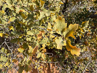 1066 Coyote Buttes North Vermilion Cliffs 2024 