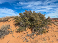 1067 Coyote Buttes North Vermilion Cliffs 2024 Dune Stabilized By Dwarf Oak Tree