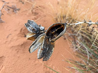 1116 Coyote Buttes North Vermilion Cliffs 2024 
